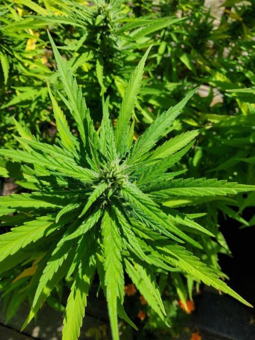 Durban Poison CO grow 2026. Week 23