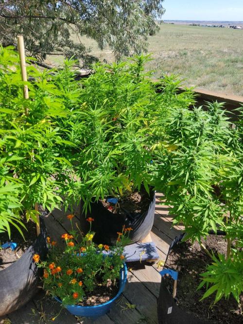 Durban Poison CO grow 2026. Week 23