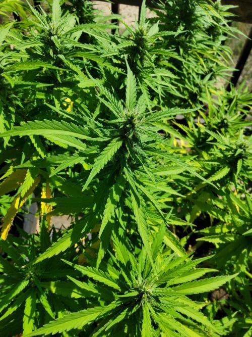 Durban Poison Regular. Week 23