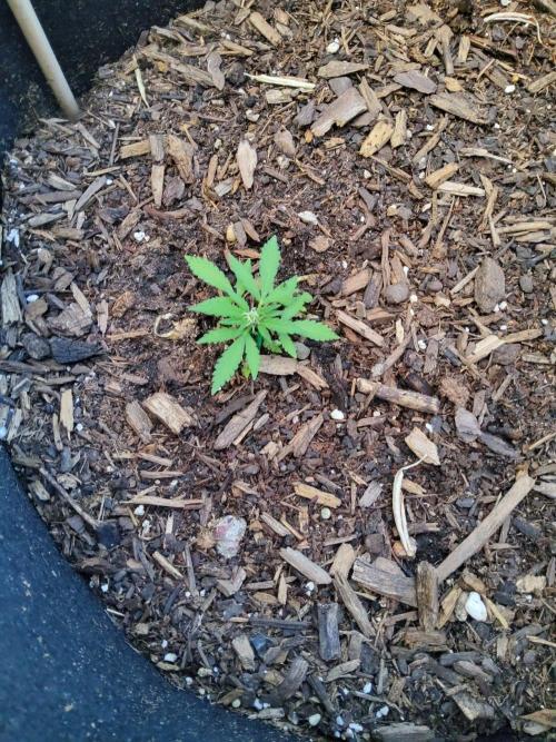 Northern Lights Autoflower. Week 8