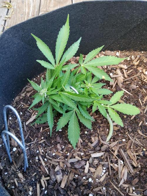 Northern Lights Autoflower. Week 8