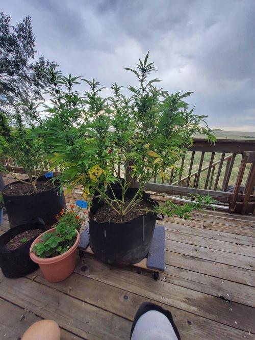 Durban Poison CO grow 2026. Week 24