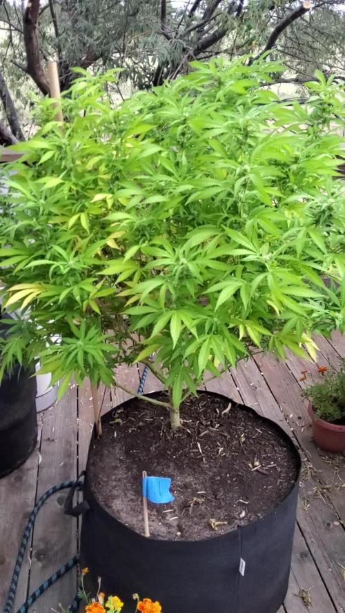 Durban Poison CO grow 2026