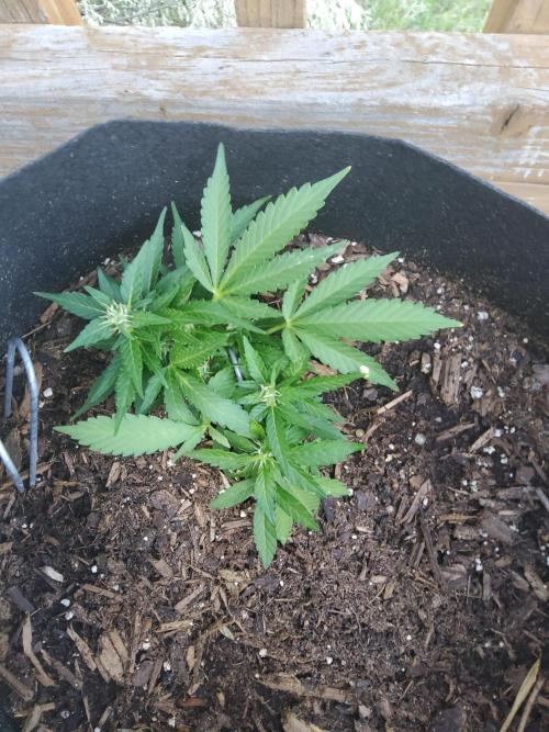 Northern Lights Autoflower. Week 9
