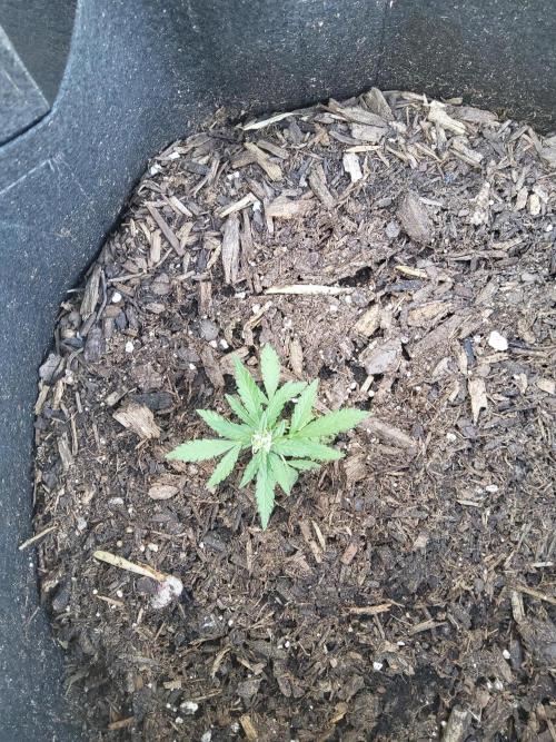 Northern Lights Autoflower. Week 9