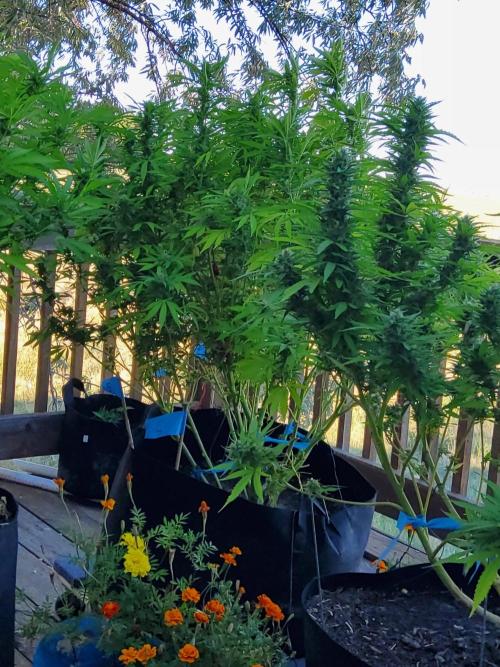Durban Poison CO grow 2026. Week 25
