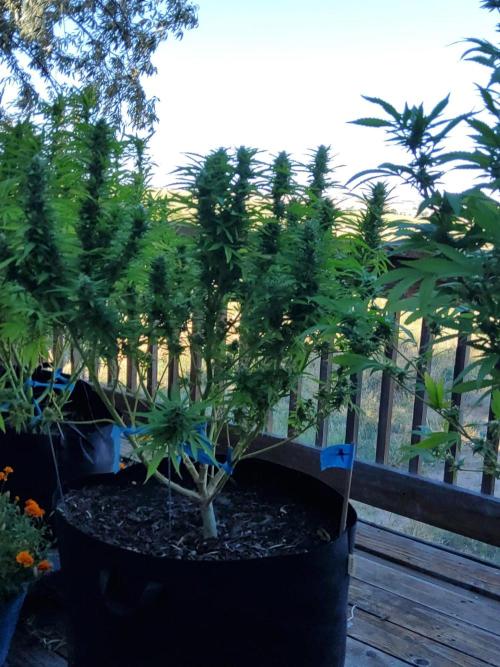 Durban Poison CO grow 2026. Week 25