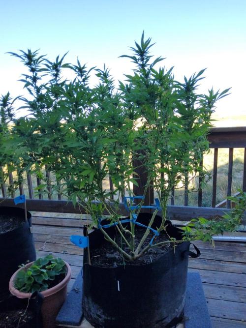 Durban Poison CO grow 2026. Week 25