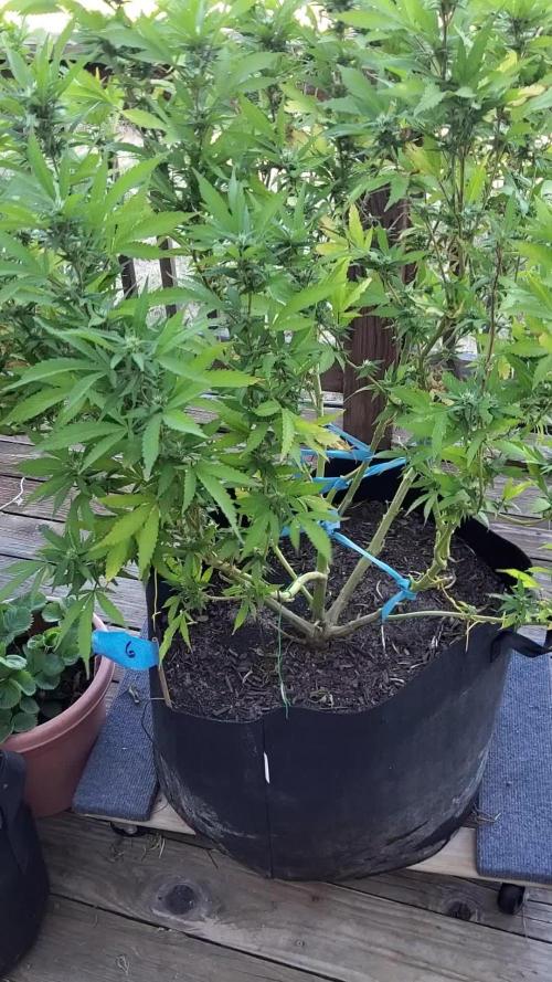 Durban Poison CO grow 2026