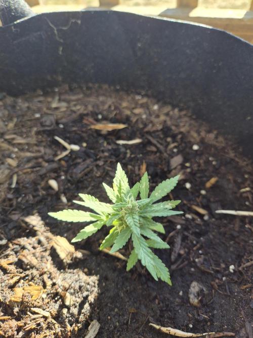 Northern Lights Auto. Week 10