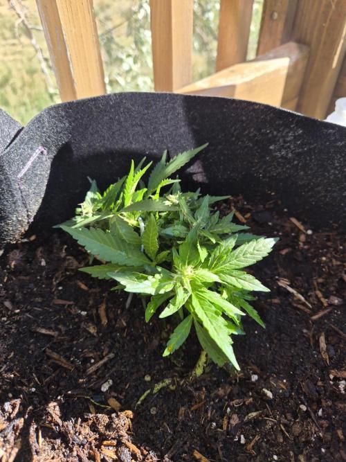 Northern Lights Autoflower. Week 10