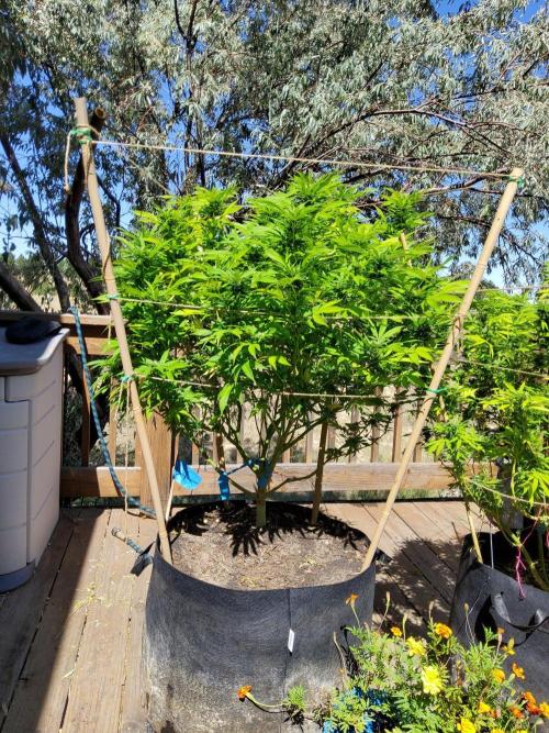 Durban Poison CO grow 2026. Week 26 - Dp1