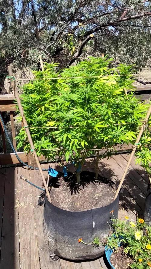Durban Poison CO grow 2026