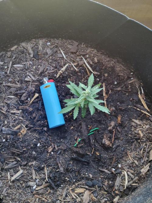 Northern Lights Autoflower. Week 11