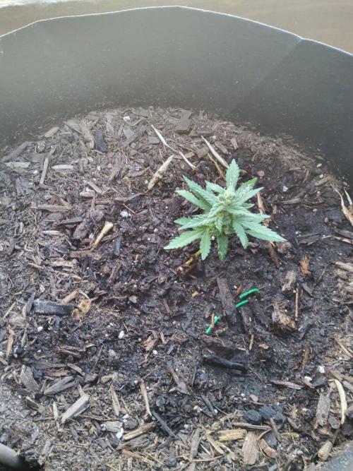 Northern Lights Autoflower. Week 11
