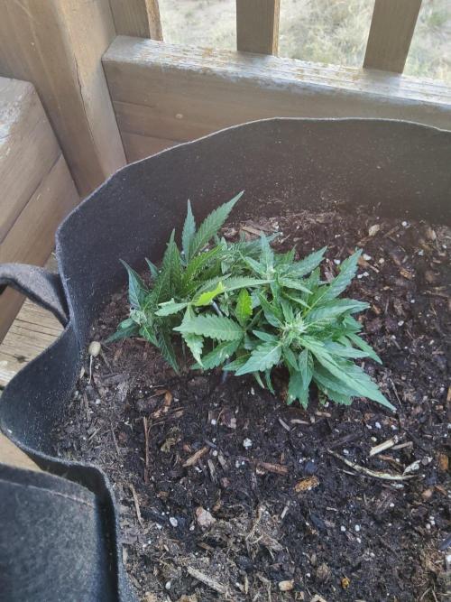 Northern Lights Auto. Week 11