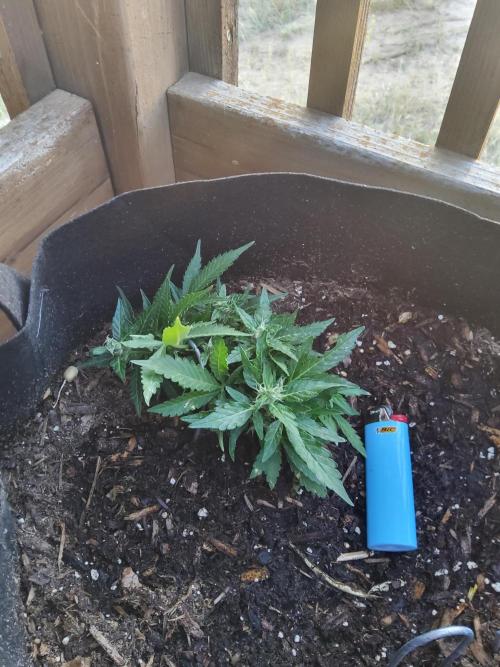 Northern Lights Autoflower. Week 11