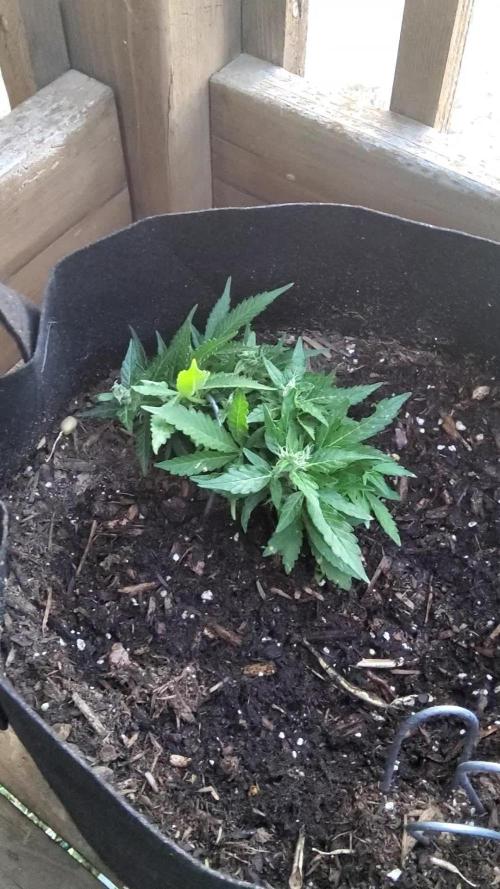 Northern Lights Autoflower