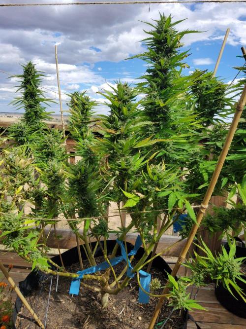 Durban Poison CO grow 2026. Week 27