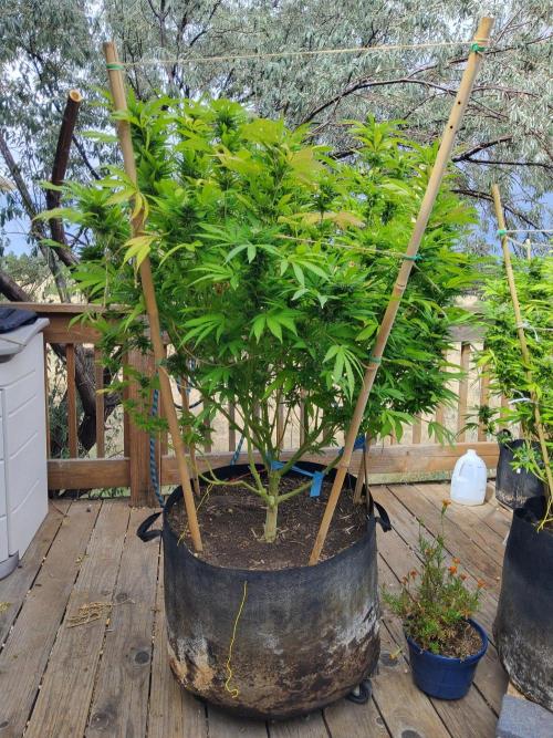 Durban Poison CO grow 2026. Week 27