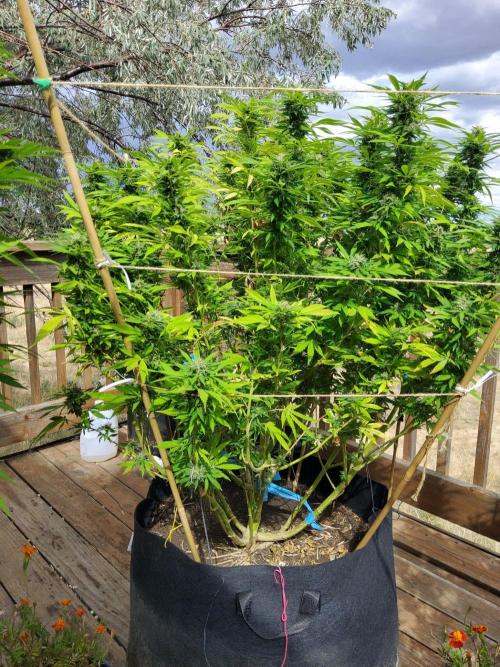 Durban Poison CO grow 2026. Week 27