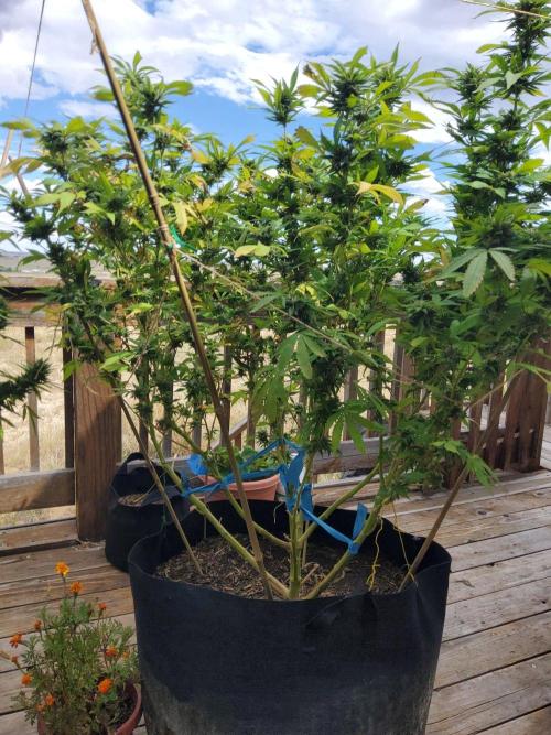 Durban Poison CO grow 2026. Week 27