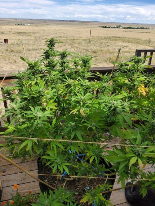 Durban Poison CO grow 2026. Week 27