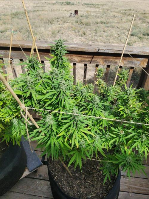 Durban Poison CO grow 2026. Week 27