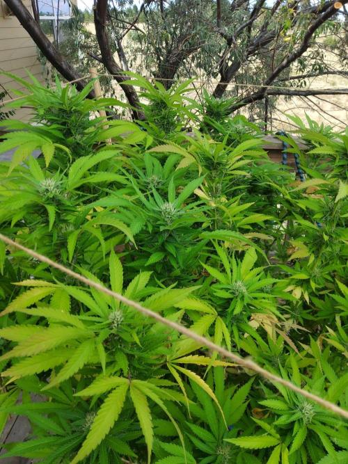 Durban Poison CO grow 2026. Week 27