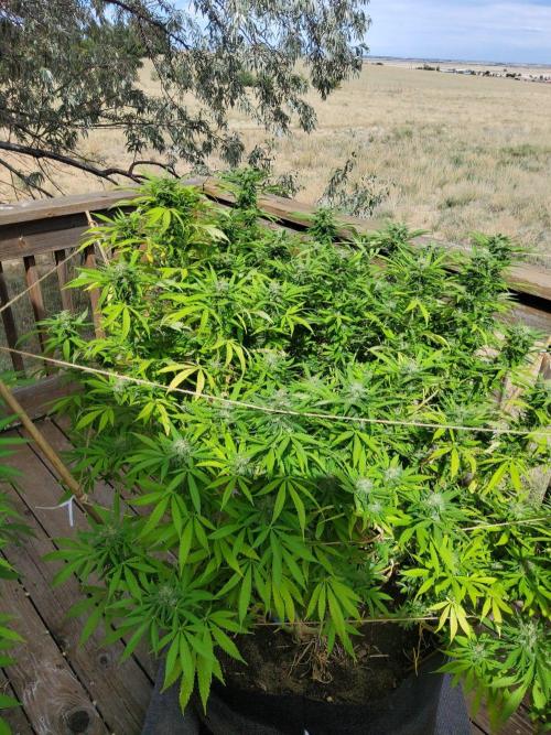 Durban Poison CO grow 2026. Week 27