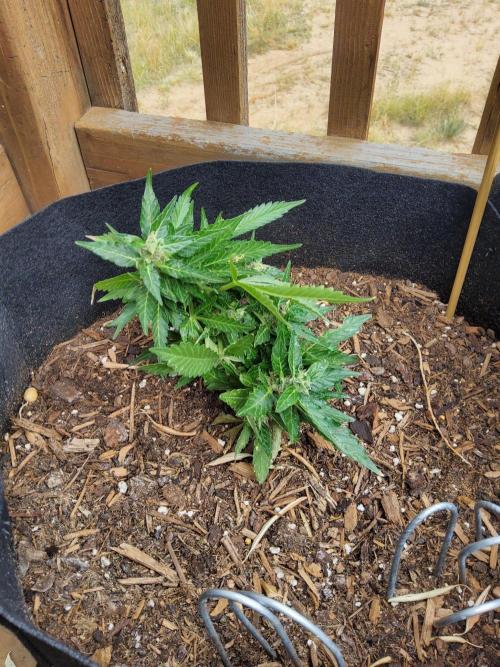 Northern Lights Autoflower. Week 12