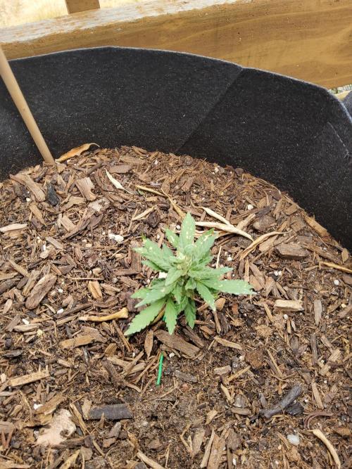 Northern Lights Autoflower. Week 12