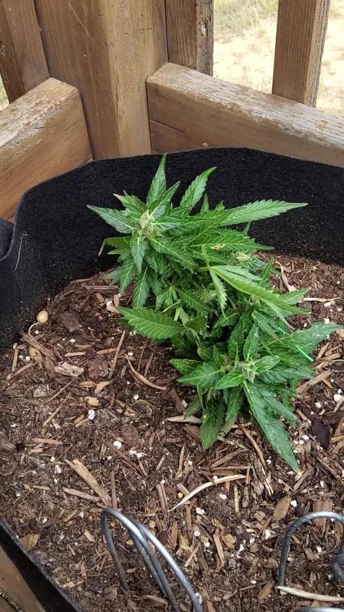 Northern Lights Autoflower