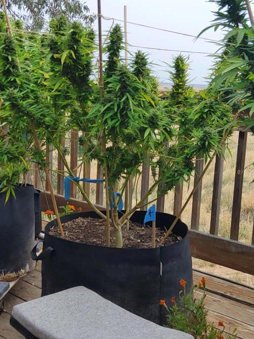Durban Poison CO grow 2026. Week 28