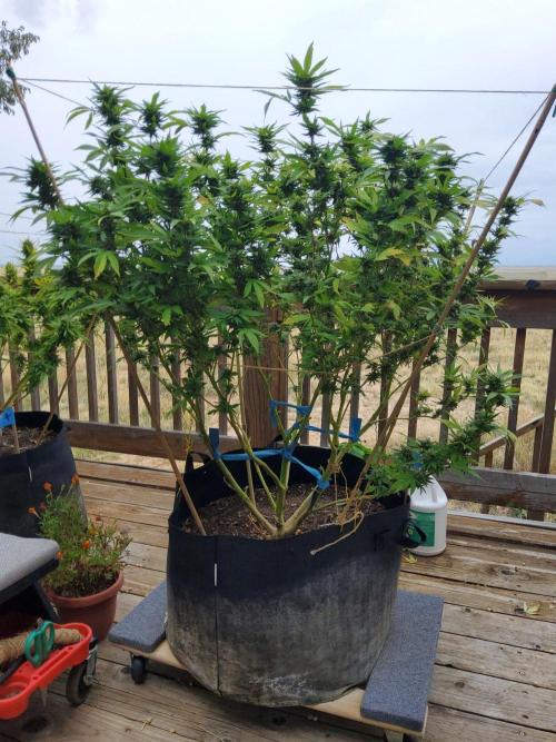 Durban Poison CO grow 2026. Week 28