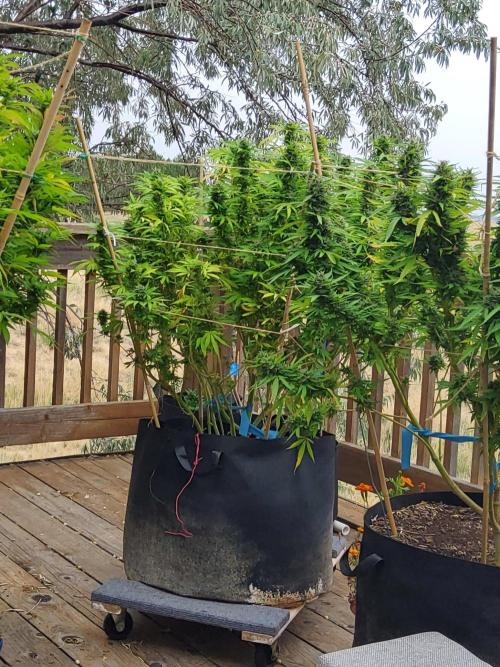 Durban Poison CO grow 2026. Week 28