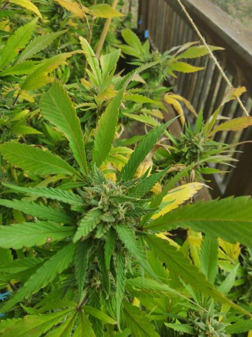 Durban Poison CO grow 2026. Week 28