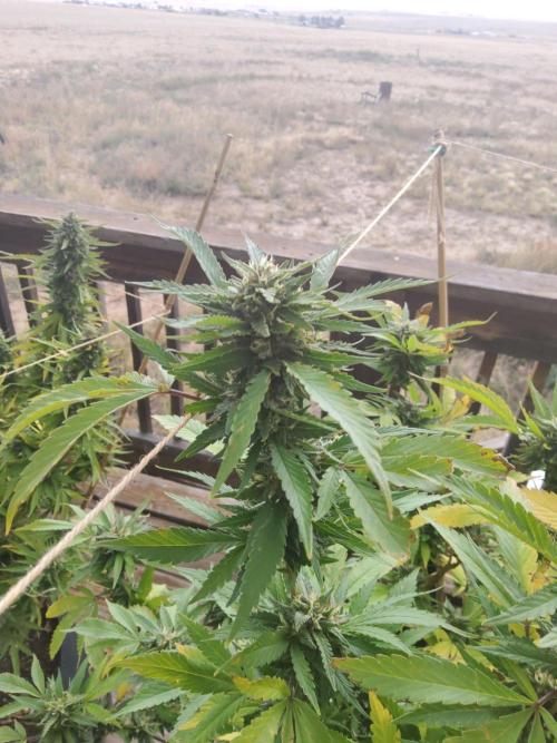Durban Poison CO grow 2026. Week 28