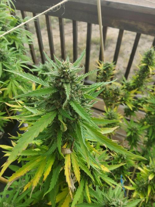 Durban Poison CO grow 2026. Week 28