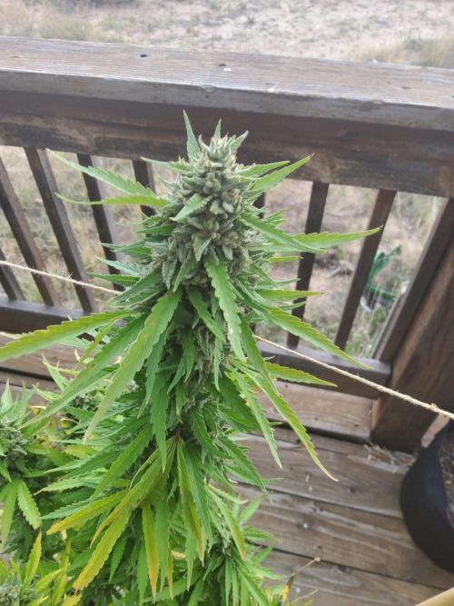 Durban Poison CO grow 2026. Week 28