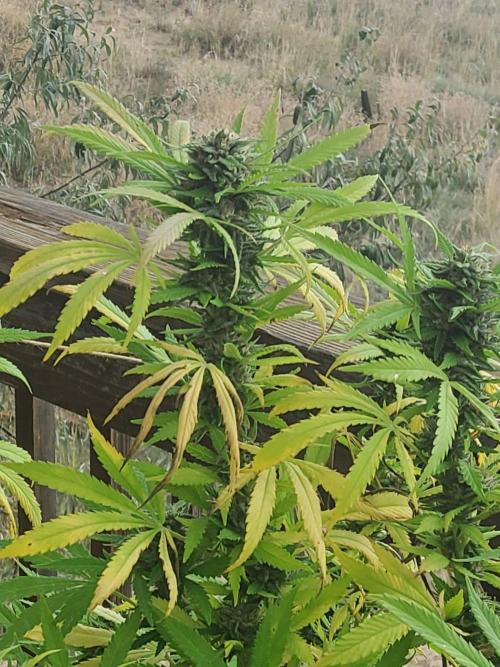 Durban Poison CO grow 2026. Week 28