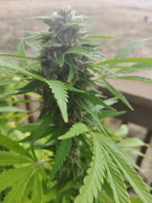 Durban Poison CO grow 2026. Week 28
