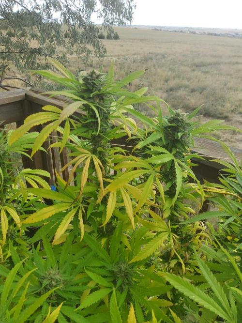 Durban Poison CO grow 2026. Week 28
