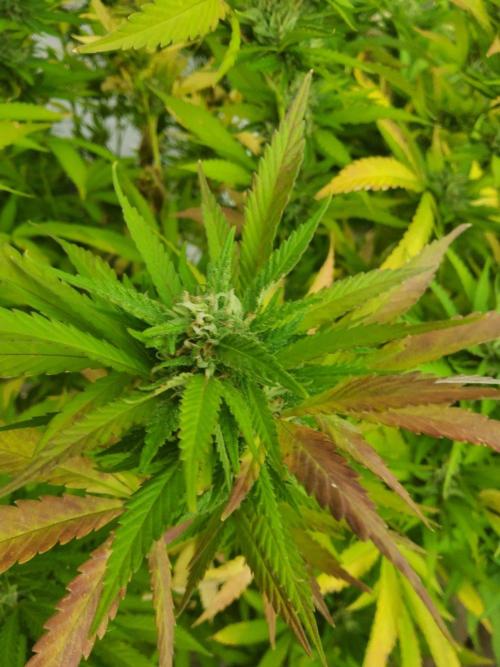 Durban Poison CO grow 2026. Week 28