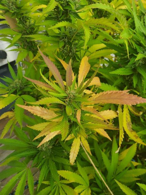 Durban Poison CO grow 2026. Week 28