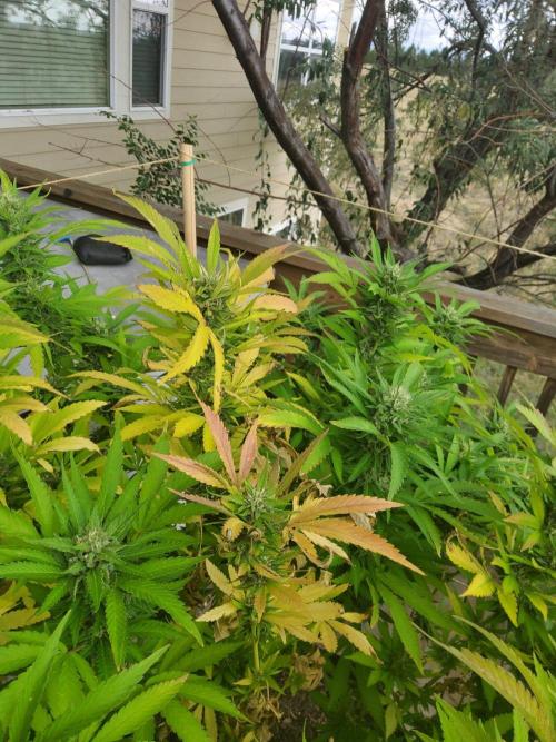 Durban Poison CO grow 2026. Week 28