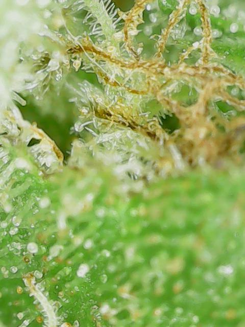 Durban Poison CO grow 2026. Week 28