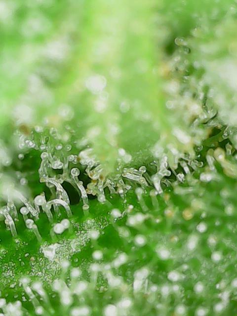 Durban Poison CO grow 2026. Week 28