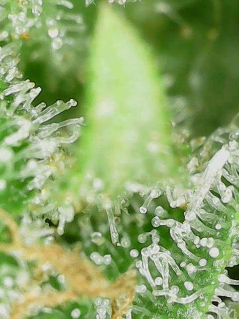 Durban Poison CO grow 2026. Week 28