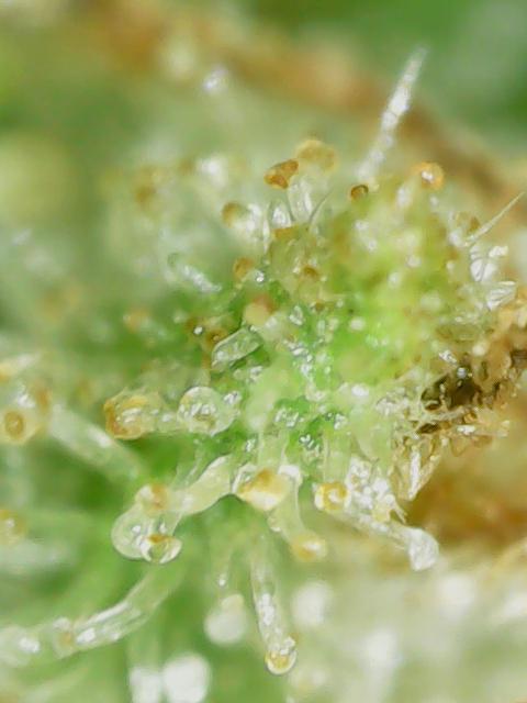 Durban Poison CO grow 2026. Week 28